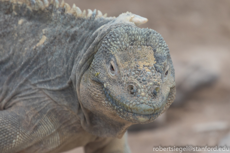 galapagos